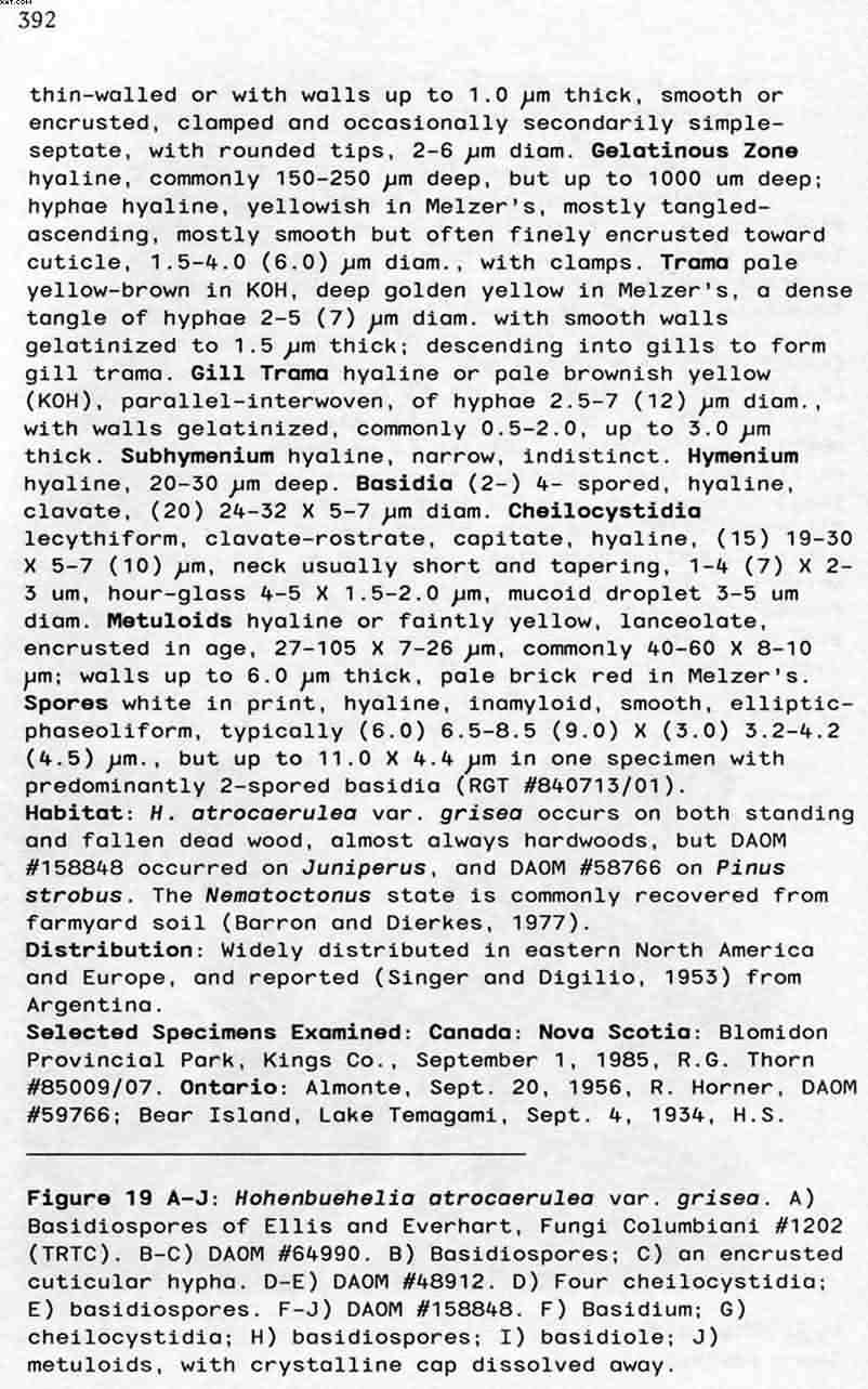 Dopo il risveglio, le prime specie